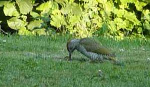 Green woodpecker